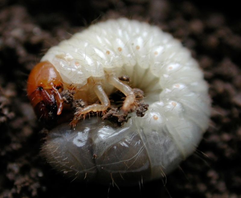 The Grubs Damage Lawns And Plant Roots Underground