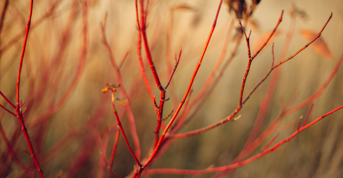 Image Credit: © Bogdan Sonjachnyj / Shutterstock