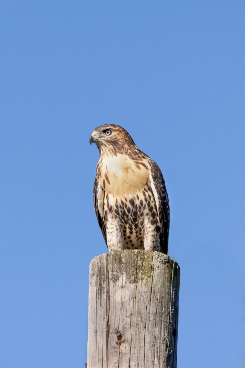 The Hawk May Be Checking Whether Your Yard Is Worth Revisiting