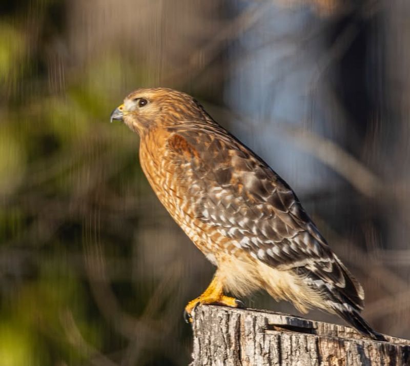The Hawk May Be Defending A Territory