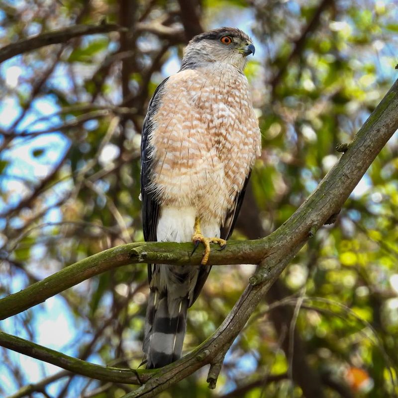 The Hawk May Simply Have A Favorite Hunting Route