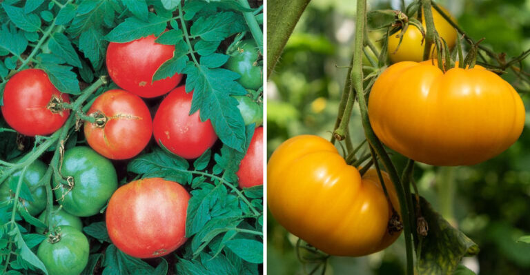 The Heirloom Tomato Varieties That Thrive In Georgia Gardens