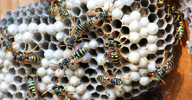wasps (featured image)