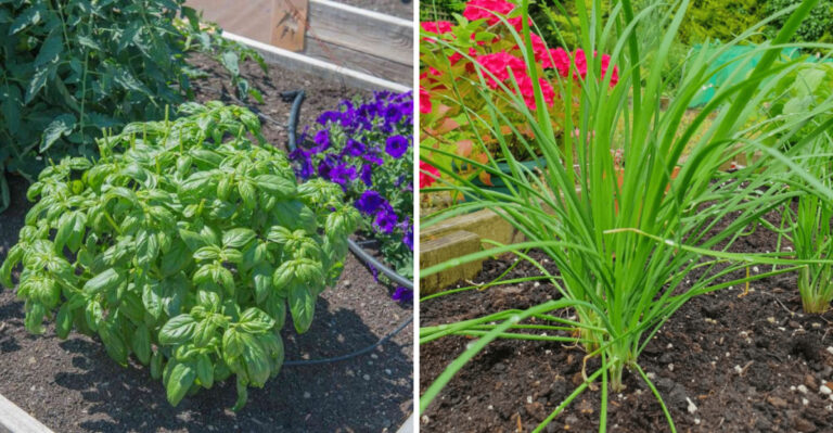 The Herbs California Gardeners Should Get In The Ground Before June Ends