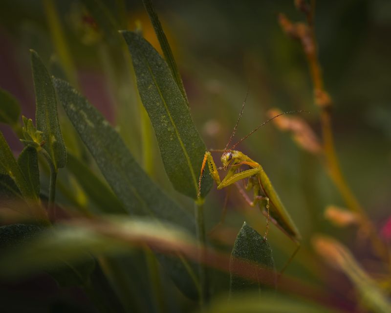 The Hiding Spots Praying Mantises Prefer In Washington Gardens
