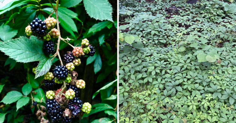 The Himalayan Blackberry Removal Mistake That Makes It Return Stronger Next Oregon Season