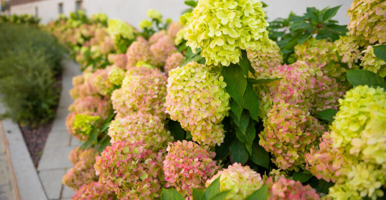 The Hydrangea Variety Oregon Gardeners Are Switching To Because It Never Disappoints