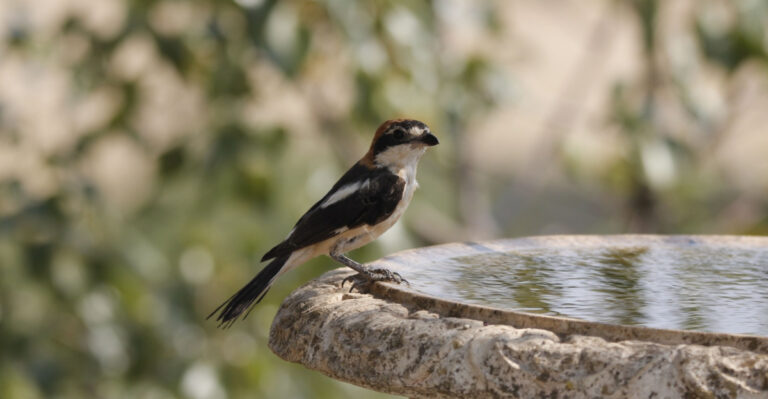The Illinois Backyard Upgrades That Actually Bring More Birds This Summer