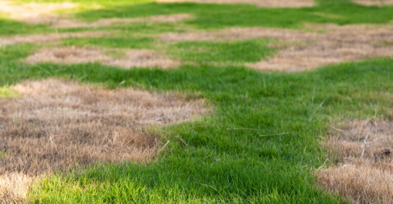 The Illinois Summer Lawn Problem Most Homeowners Misread As Drought