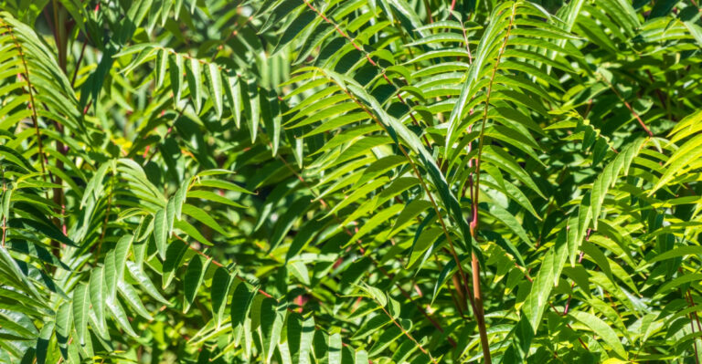 The Illinois Tree You Should Cut Down To Keep Spotted Lanternflies Away