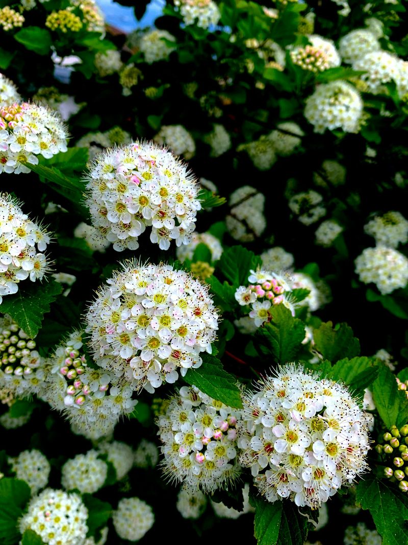 The Indiana Conditions That Make Ninebark Thrive The Indiana Conditions That Make Ninebark Thrive