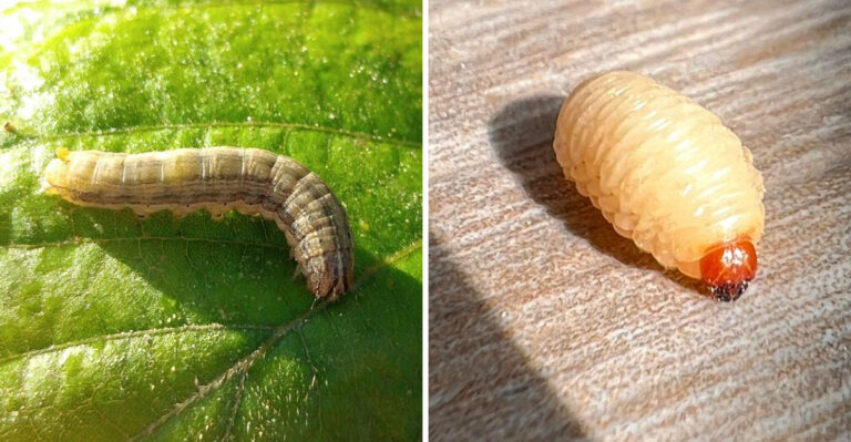 The Indiana Lawn Pests Most Homeowners Mistake For Drought Damage