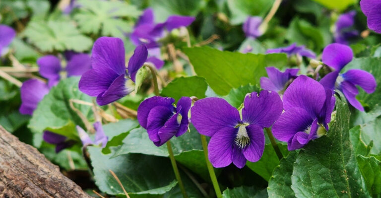 The Indiana Wildflower Turning Tired Lawns Into Something Beautiful