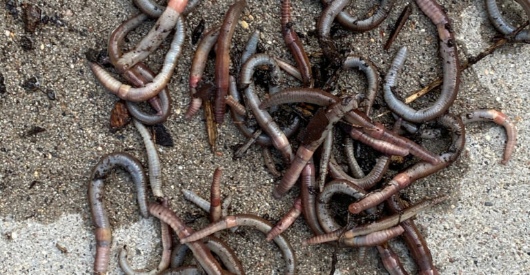 jumping worms