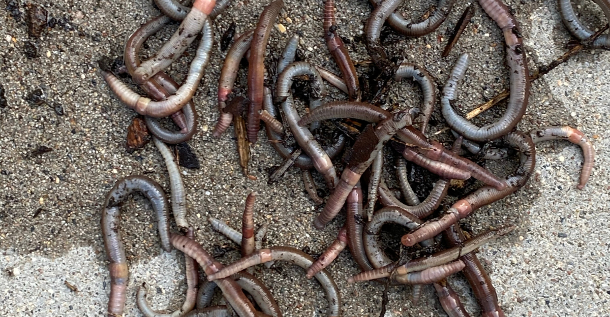 jumping worms