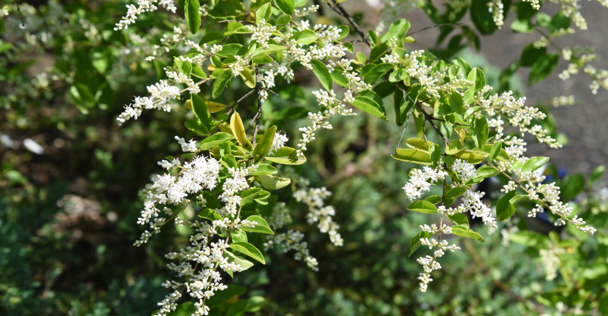 chinese privet