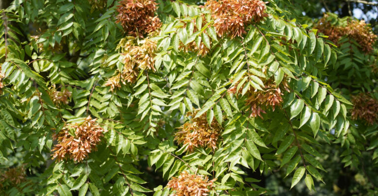 The Invasive Tree Maine Homeowners Must Recognize Before It Reaches Their Yard