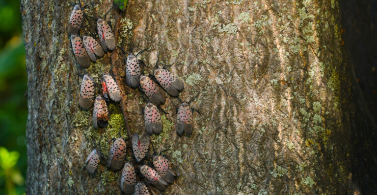 spotted lanternfly on tree of heaven