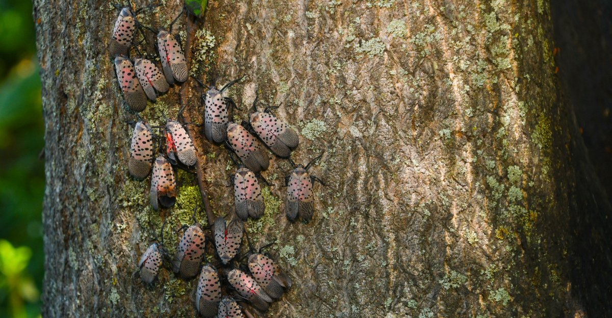 spotted lanternfly on tree of heaven