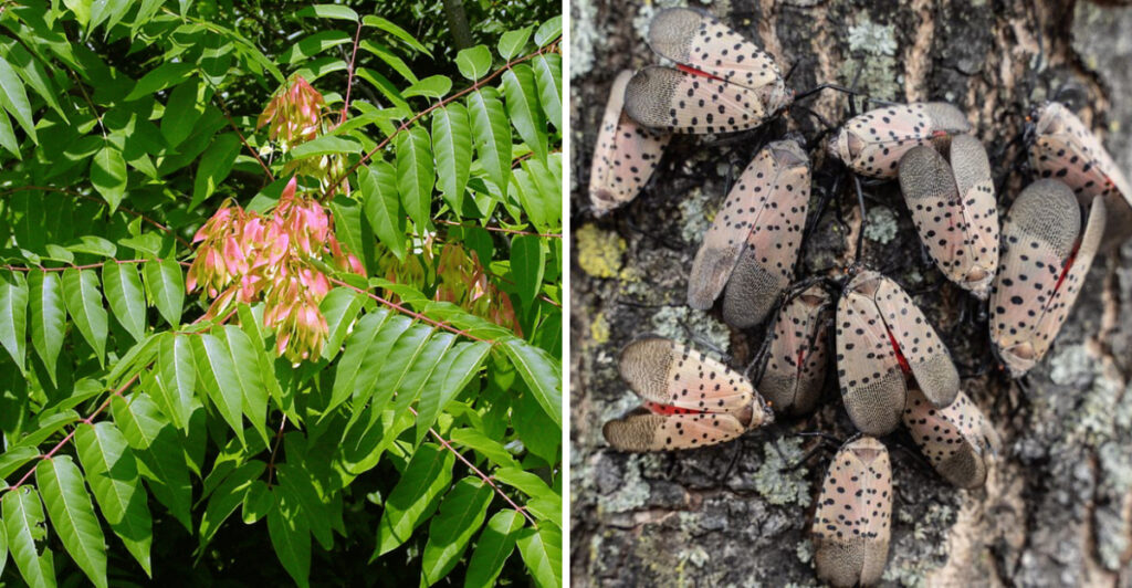 The Invasive Tree Spreading Spotted Lanternfly Through Texas Yards