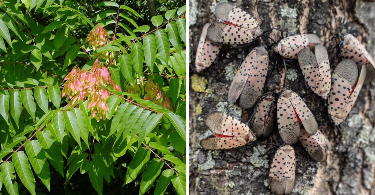 tree of heaven and spotted lanternfly