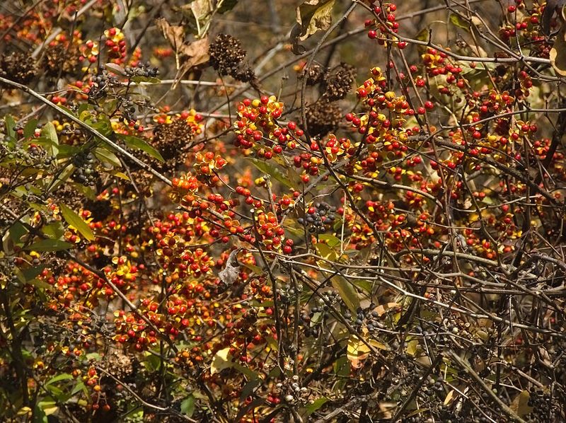 The Invasive Vine Showing Up In Minnesota Yards This Summer