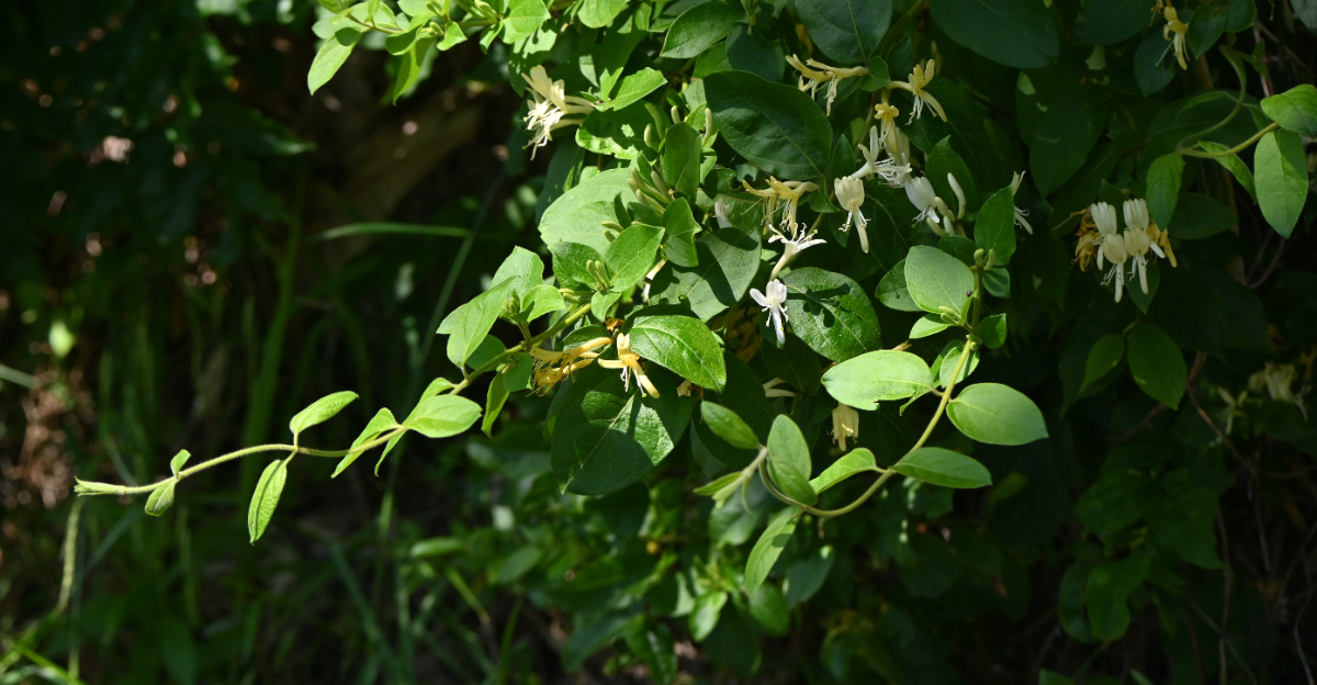plant (featured image)