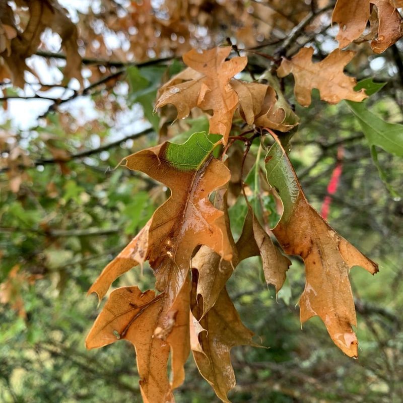 The Invisible Threat To Michigan Oaks