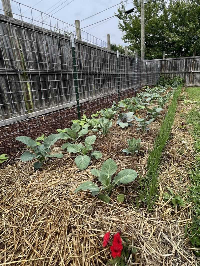 The July And August Habits That Protect Your Fall Harvest