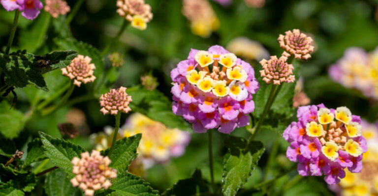 The June Lantana Trick That Pays Off All Summer In Virginia