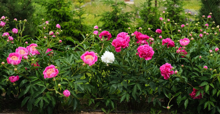 The June Peony Habit That Pays Off Every Single Summer In Colorado