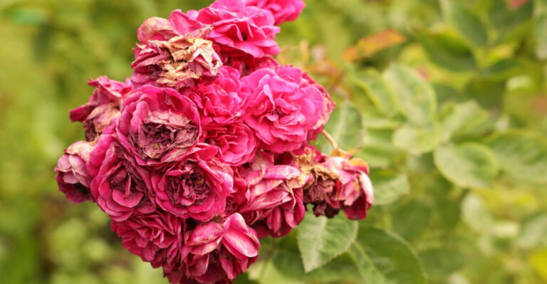 The June Rose Mistake Most Tennessee Gardeners Make Without Knowing