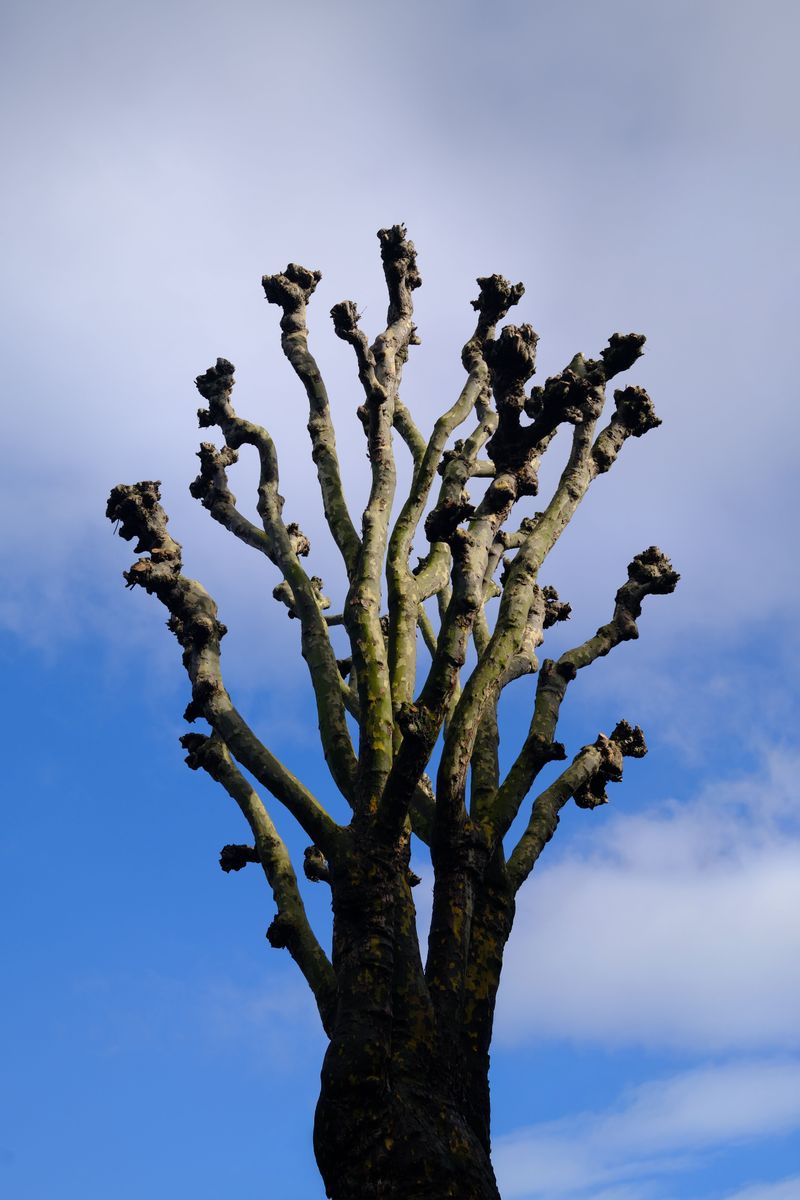 The Knuckle Effect Makes Every Pruning Season Worse Than the Last The Knuckle Effect Makes Every Pruning Season Worse Than the Last