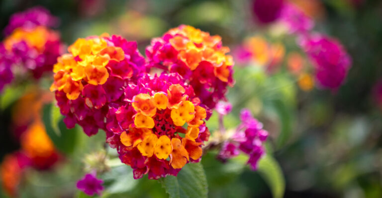 lantana