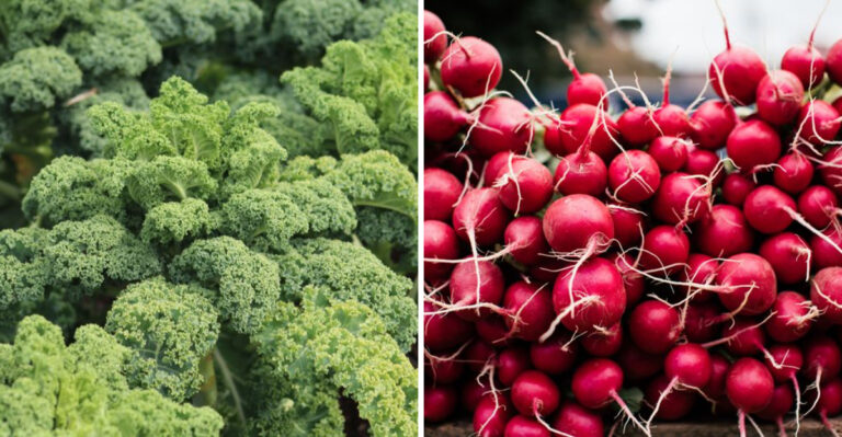 The Last Crops You Can Plant In Maryland In July Before First Frost