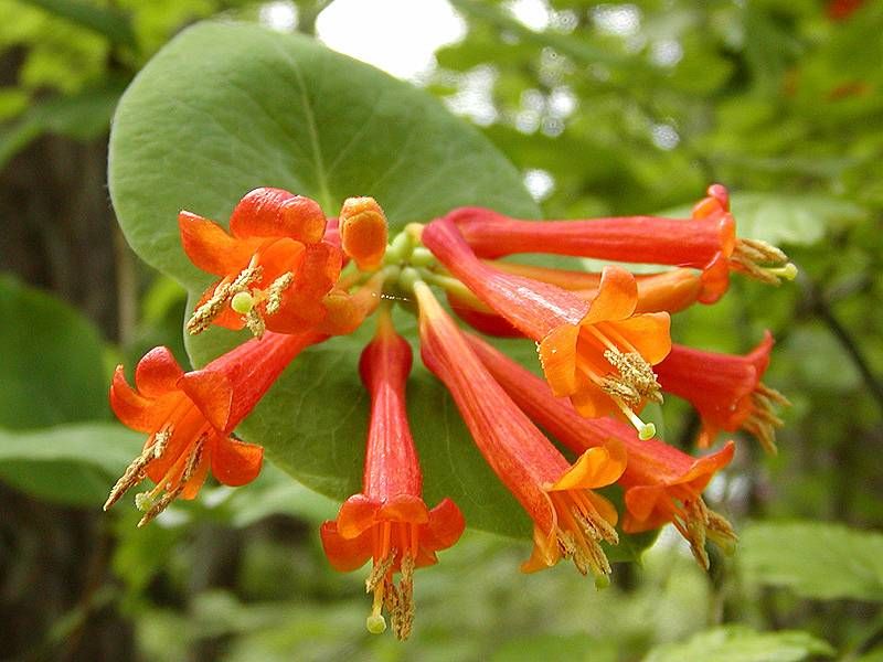 The Late-Spring Flowers Make A Trellis Feel Alive