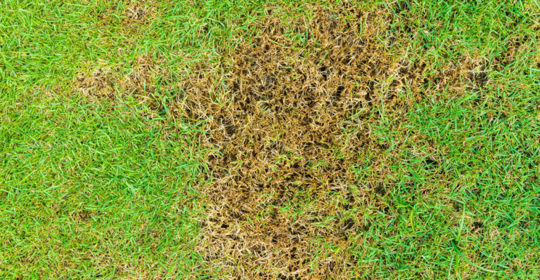 The Lawn Fungus Spreading Across Virginia Yards That Mimics Drought Stress
