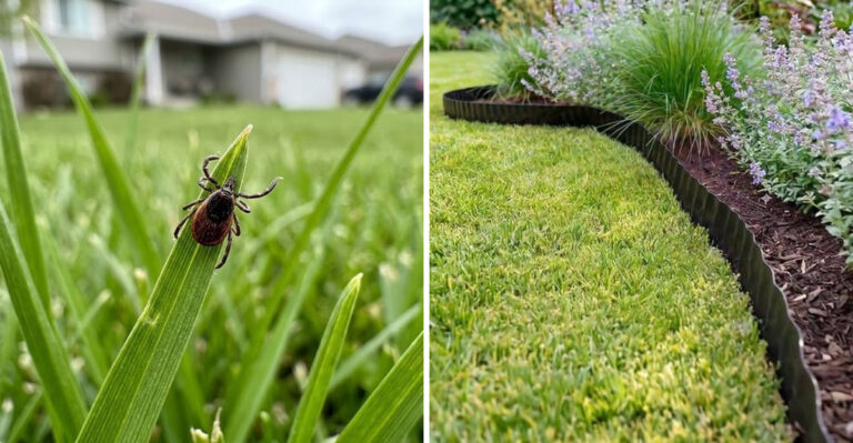 The Lawn Habits Michigan Gardeners Are Dropping To Help Reduce Ticks