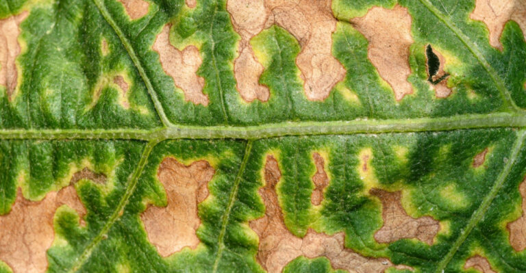 The Leaf Problem That Stumps Illinois Gardeners And Most People Never See It Coming