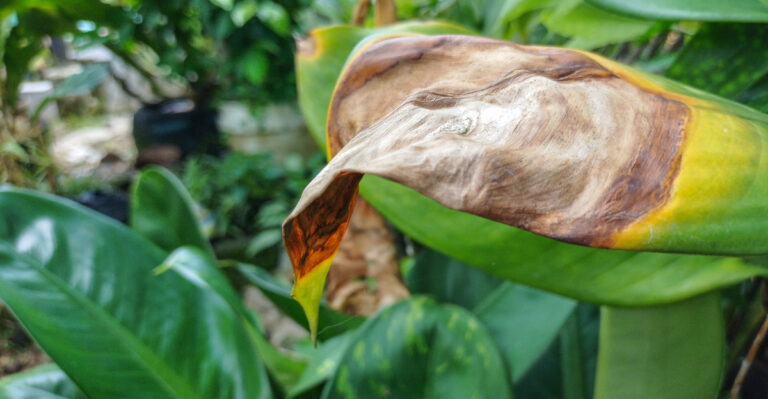 The Leaf Problem Virginia Gardeners Keep Misreading As Disease