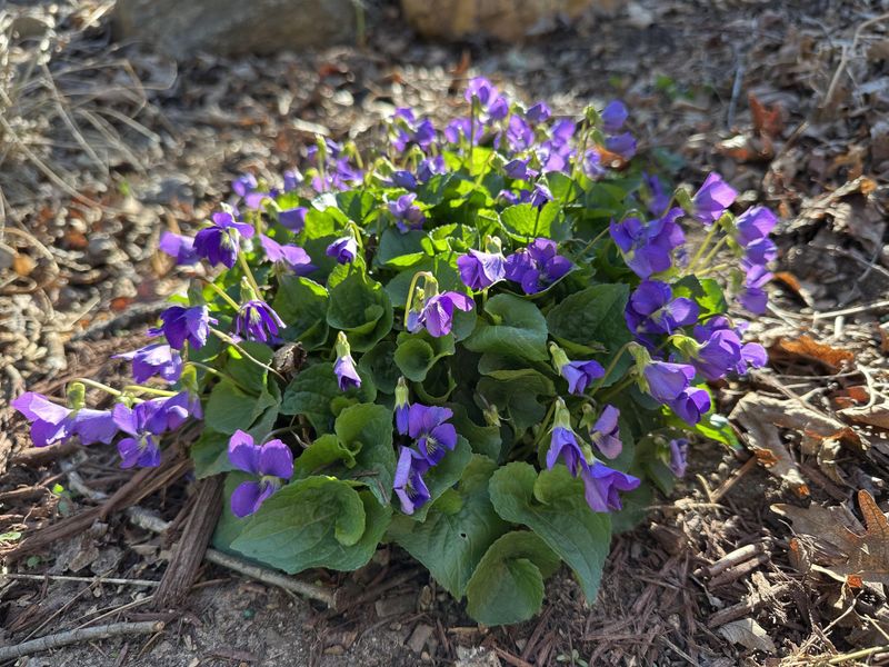 The Low-Growing Bloomer That Belongs Right In Your Grass The Low-Growing Bloomer That Belongs Right In Your Grass