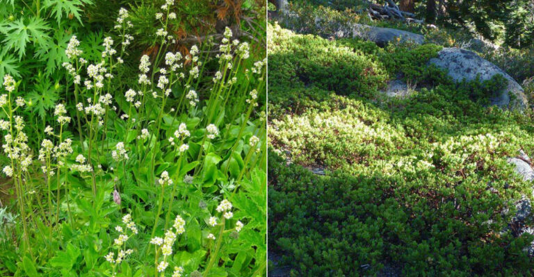 The Low-Growing Oregon Natives That Look Better Than Mulch In Every Season