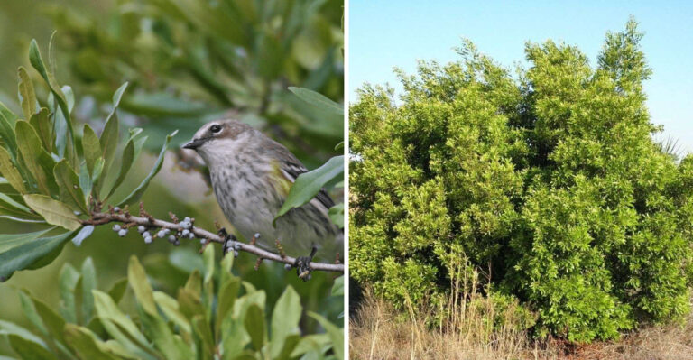 The Low Maintenance North Carolina Native Shrub That Feeds Birds All Season