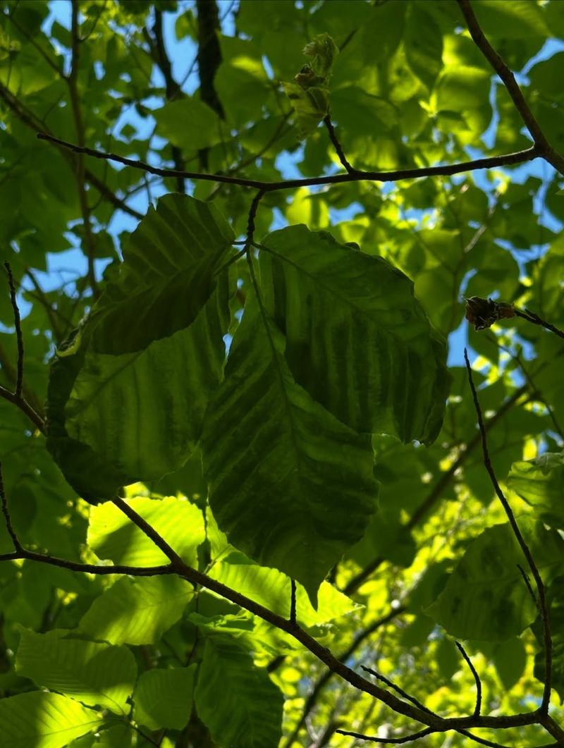 The Main Sign Is Dark Banding Between Leaf Veins The Main Sign Is Dark Banding Between Leaf Veins