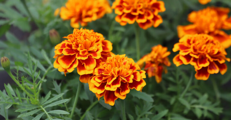 The Marigold Care Mistake Many Tennessee Gardeners Make Every Summer