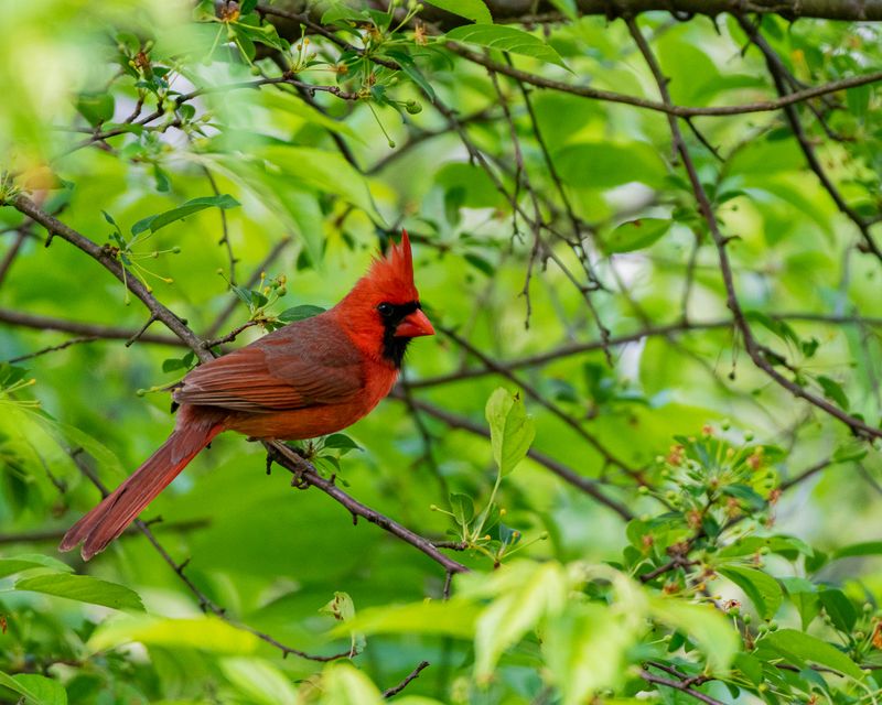 The Meaning Behind A Cardinal Visiting Your Yard The Meaning Behind A Cardinal Visiting Your Yard
