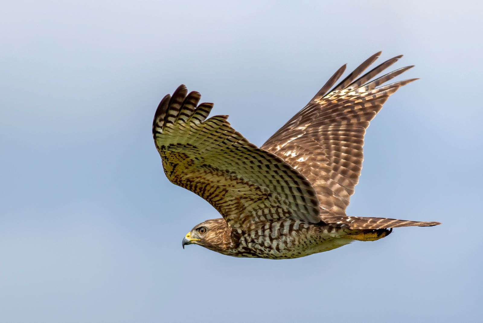 hawk
