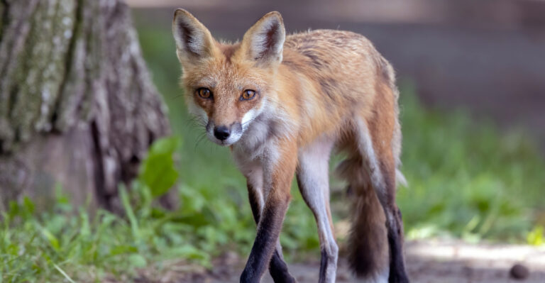 red fox