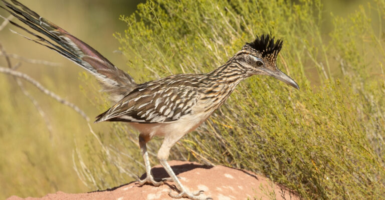 The Meaning Behind A Roadrunner Visiting Your Texas Garden For The First Time