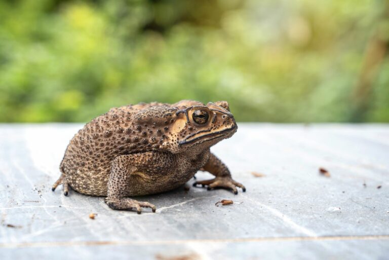 toad in garden